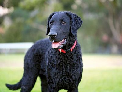 curly-coated retriever