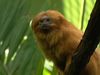 Learn about the golden lion tamarins and efforts at the National Zoological Park to save the endangered species