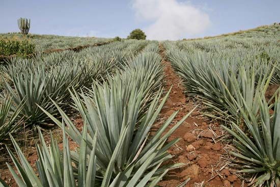 blue agave farm