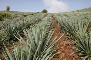 blue agave farm