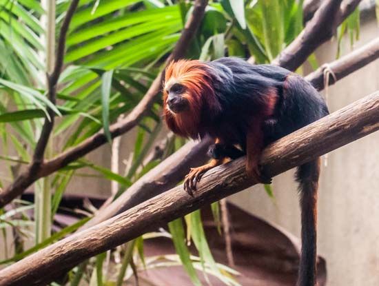 golden-headed lion tamarin