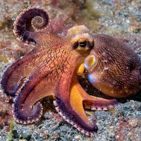 coconut octopus underwater, amphioctopus, cephalopod, indonesia