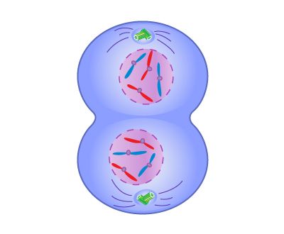 telophase