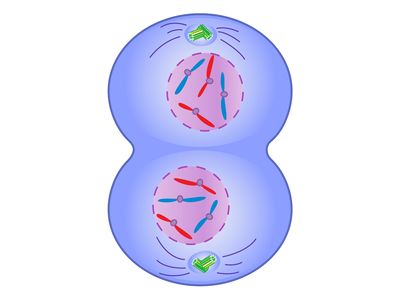 telophase