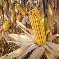 Feed corn ready for harvest after drying in the field, Kings Hill County, Virginia. Agriculture food grain cereal corncob