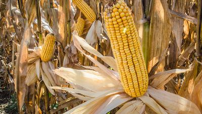 Feed corn ready for harvest after drying in the field, Kings Hill County, Virginia. Agriculture food grain cereal corncob