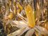 Feed corn ready for harvest after drying in the field, Kings Hill County, Virginia. Agriculture food grain cereal corncob