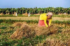 rice cultivation