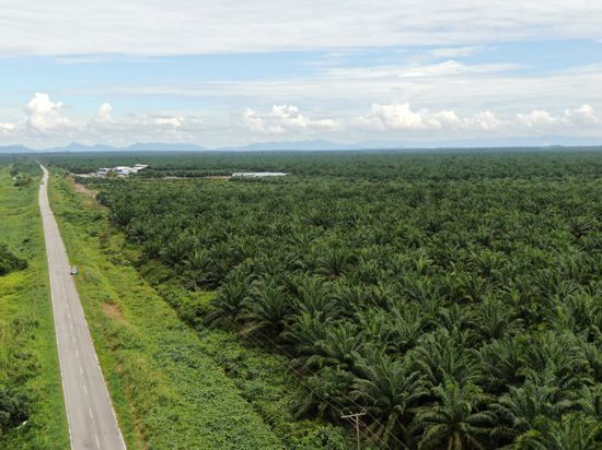 oil palm plantation