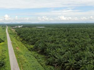 oil palm plantation