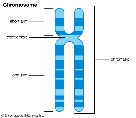 chromosome