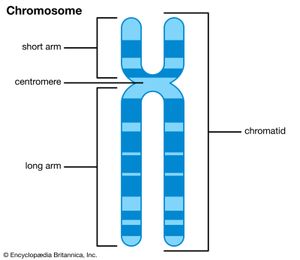 chromosome