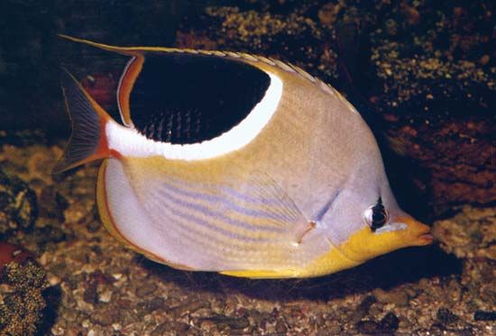 Butterfly fish (Chaetodon)