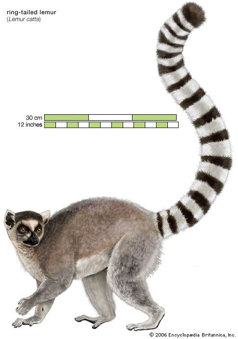 ring-tailed lemur (Lemur catta)