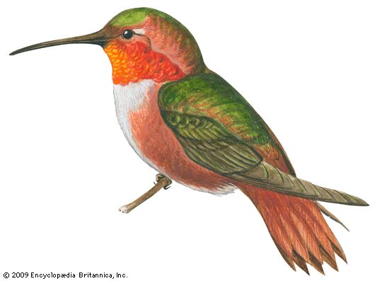 Allen's hummingbird