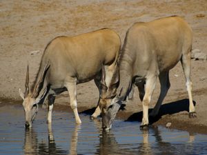 common eland