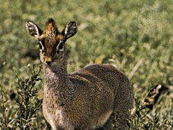 Dik-dik (Madoqua)