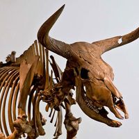 Aurochs. Bos primigenius. Skeleton. Extinct animal. Skeleton of an Aurochs, an extinct wild ox.