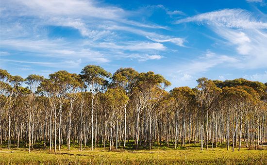 eucalyptus plantation