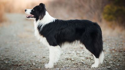 Among the world's smartest dogs