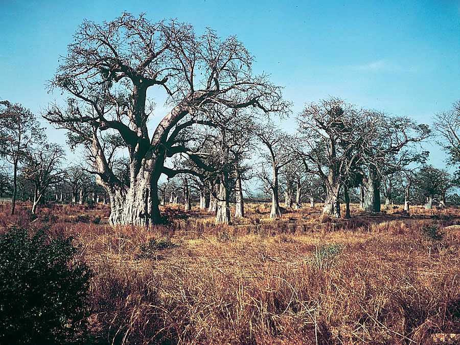 baobab trees