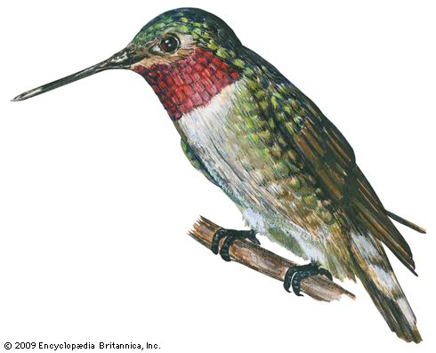 broad-tailed hummingbird