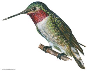 broad-tailed hummingbird