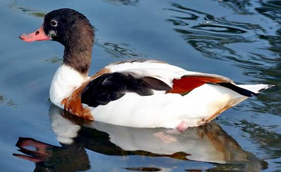 common shelduck