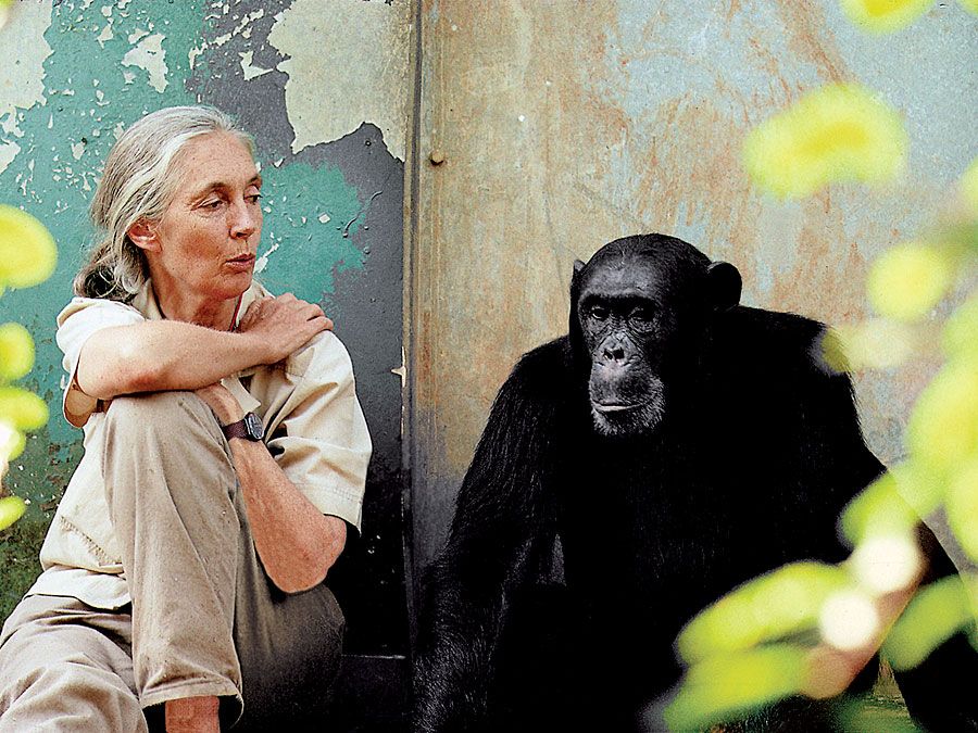 Jane Goodall. British ethologist Dr. Jane Goodall (b. 1934) with chimpanzee Freud at Gombe National Park in Tanzania. Goodall researches the chimpanzees of Gombe Stream National Park in Tanzania.