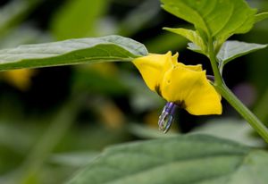 tomatillo flower