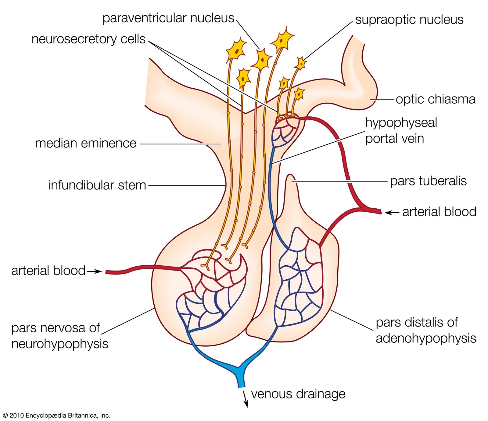 pituitary gland anatomy