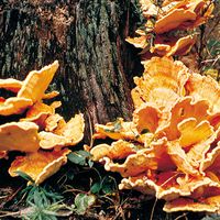 Bracket fungus (Polyporus) growing on wood.