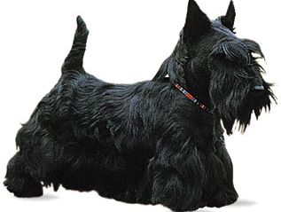 Scottish terrier.