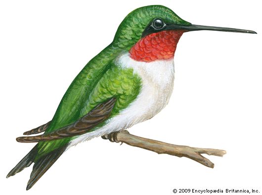 ruby-throated hummingbird