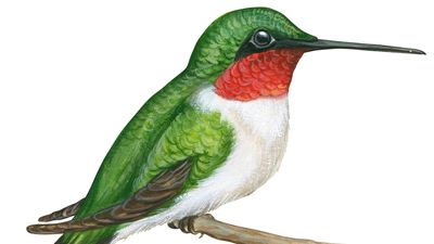 ruby-throated hummingbird