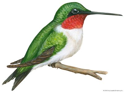 ruby-throated hummingbird