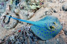 blue-spotted stingray