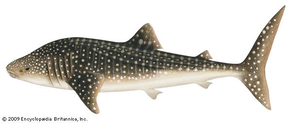 Whale shark (Rhincodon typus).