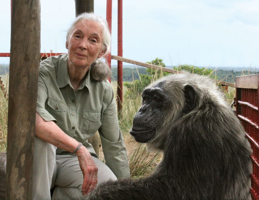 Jane Goodall. British ethologist Dr. Jane Goodall (b. 1934) with chimpanzee La Vieille at JGI's Tchimpounga Chimpanzee Rehabilitation Center in the Republic of Congo. Goodall researches the chimpanzees of Gombe Stream National Park in Tanzania.