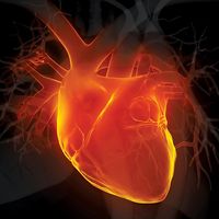 3d illustration human heart. Adult Anatomy Aorta Black Blood Vessel Cardiovascular System Coronary Artery Coronary Sinus Front View Glowing Human Artery Human Heart Human Internal Organ Medical X-ray Myocardium