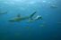 A large school of mano (sharks) called Galapagos sharks at Maro Reef in the Papahanaumokuakea Marine National Monument. Galapagos shark (Carcharhinus galapagensis)a worldwide species of requiem shark, family Carcharhinidae.