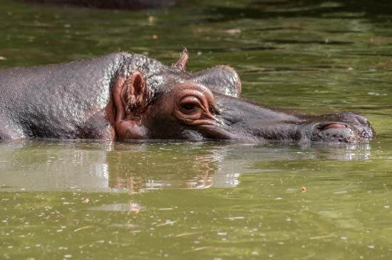 Hippopotamus