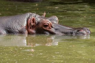 hippopotamus