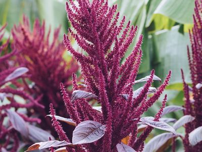 amaranth