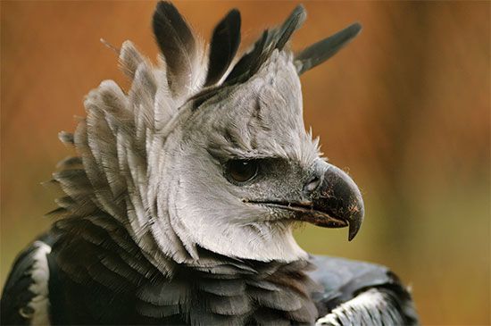 Harpy eagle (Harpia harpyja)