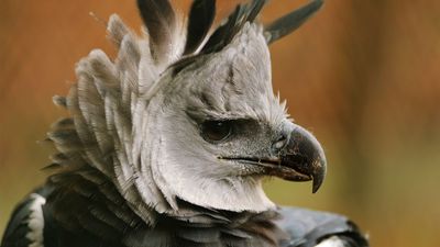 Harpy eagle (Harpia harpyja)