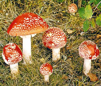 fly agaric