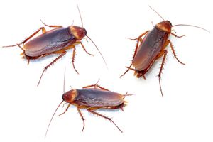 Cockroaches.