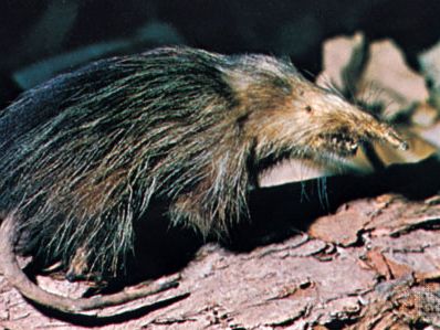 Cuban solenodon ( Solenodon cubanus).