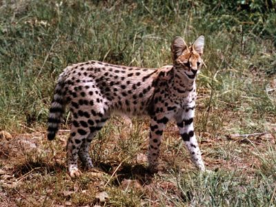 Serval (Felis serval)